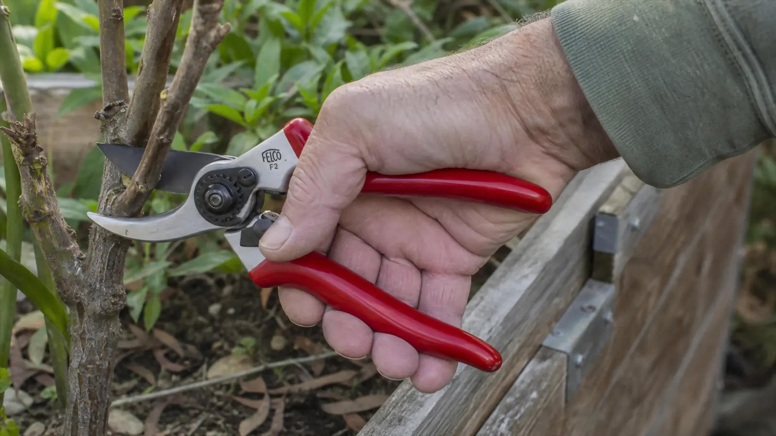Close-up of a hand gripping red-handled bypass pruning shears beside a wooden raised garden bed, blade locked open mid-cut on a woody stem.